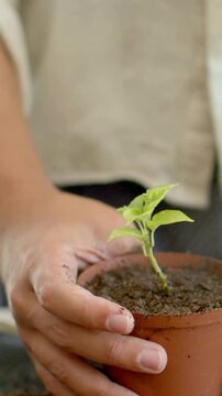 Vertical video: Muddy hands holding clay pot at home, spray landing centering seedling for display