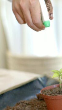 Vertical video: Pressing soiled hand using green applicator watering sprout in clay pot at window