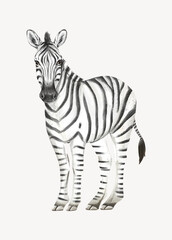Obraz premium Zebra collage element, cute animal illustration