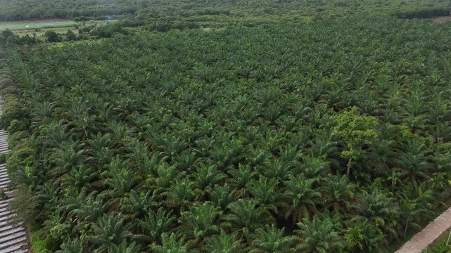 An aerial view of vast oil palm plantations with access roads and dense tropical vegetation in West Borneo, Indonesia.