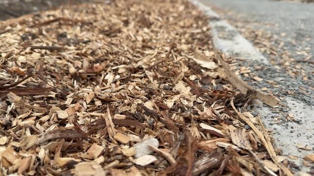Birch mulch covering park path, sprinkled along paved footpath in birch grove park, dry brown leaves and wood chips forming soft