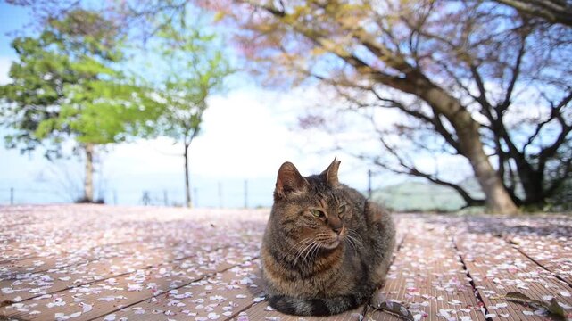 桜咲く春の八幡山展望台で琵琶湖を背景にくつろぐトラ猫 （滋賀県近江八幡市, 2026年4月）