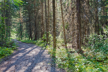 Obraz premium Long shadows of trees fall on a hiking trail in a backlit forest at Sisters Creek Recreation Site, British Columbia, Canada
