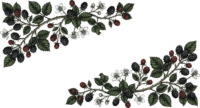 Blackberries or raspberries and brunch Detailed hand drawn ink illustration with botanic floral elements for invitation, wallpaper