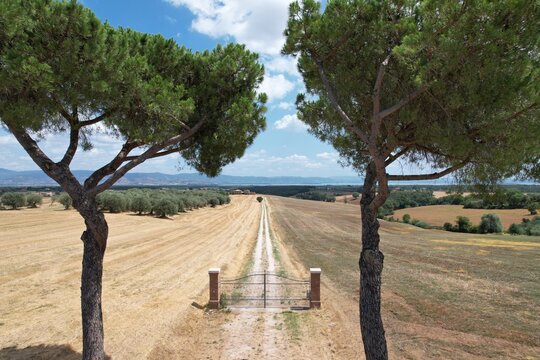 Aerial view of a long dirt road leading through golden fields and olive groves towards a farmhouse framed by two pine trees in the foreground Tuscany, Italy.
