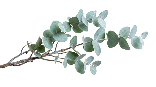 Fresh Eucalyptus Twig with Round Leaves Isolated Transparent Background