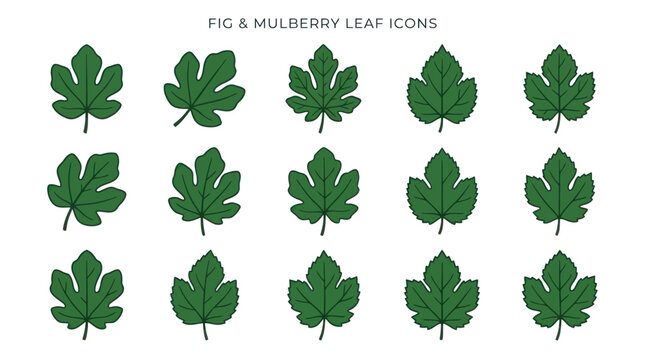 Detailed green fig and mulberry leaf icon set.