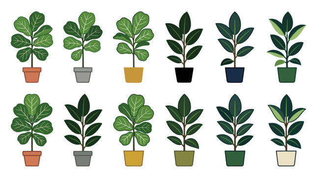 Fiddle leaf fig plants in colorful pots set.
