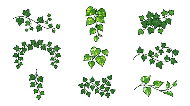 Green climbing ivy vines and hanging leaf branch illustrations.