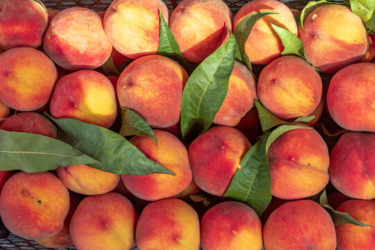 Western Asia, South Caucasus, Republic of Georgia, Tbilisi. Didube Market of  fruits, vegetables, spices, and handmade crafts. Peaches.
