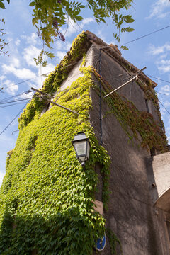 Vines climb weathered stone wall, Biot, France