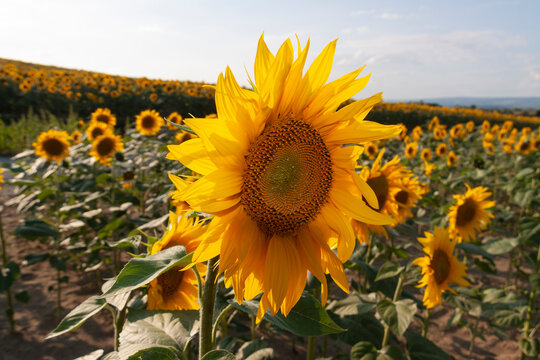 Golden sunflower dominates the foreground
