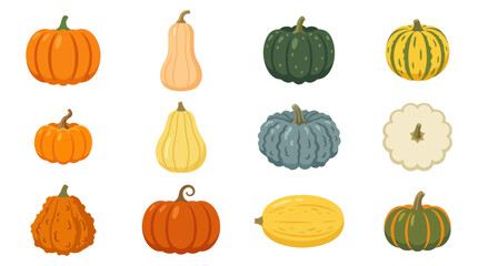 Assorted pumpkins and squashes flat vector illustration set. © Satria