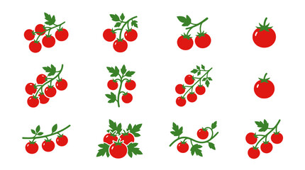 Fresh cherry tomato clusters on green vines illustration. © Satria