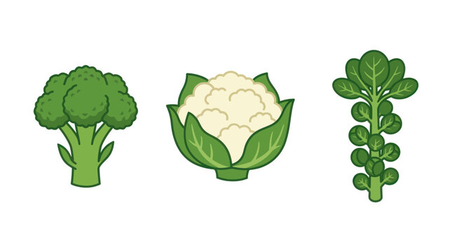 Green broccoli cauliflower and Brussels sprouts stalk icons.