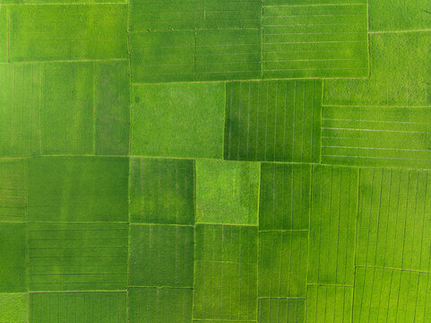 Aerial view of vibrant green rice paddies arranged in a geometric grid pattern under bright daylight Bangladesh.