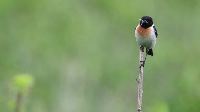 Parenting Male Siberian Stonechat Holding Prey on Dry Grass with Wildflower Garden Song: Copy Space (4K with Audio)