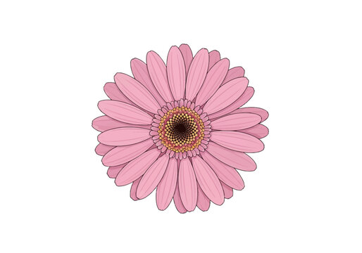 Detailed vector illustration of a single pink Gerbera daisy flower head isolated on a white background, featuring multiple layers of soft pink petals and a textured brown center.