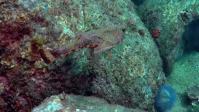 Batfish on a rocky reef in Paraty Bay, Brazil