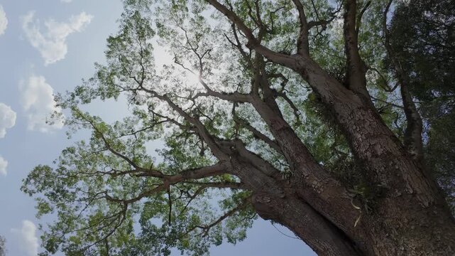 Looking Up Through Massive Tropical Tree Canopy In Honduras With Rotating Perspective