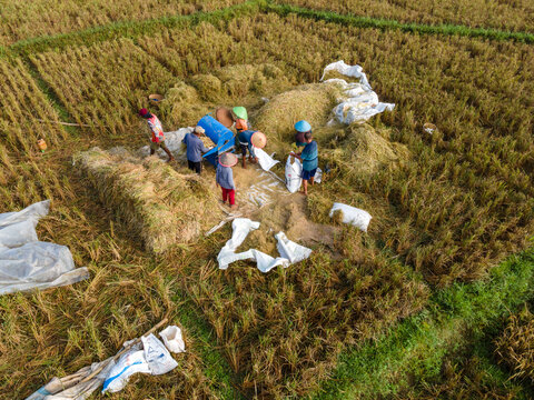 Aerial view of farmers harvesting rice with a blue threshing machine and white sacks in the fields of Karanglewas, Central Java, Indonesia.