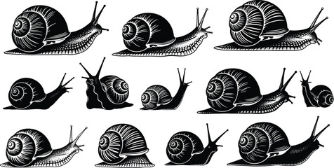 Vintage Snail Illustration Collection Featuring Garden Snails Engraved Shell Details and Wildlife Vector Elements © Mim