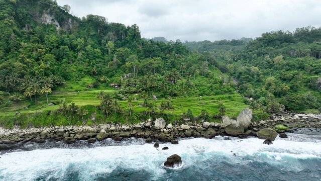 Aerial view of Pantai Pangasan featuring lush green rice terraces, rocky coastline, and crashing waves against the shore in Kecamatan Kebonagung, Jawa Timur, Indonesia.