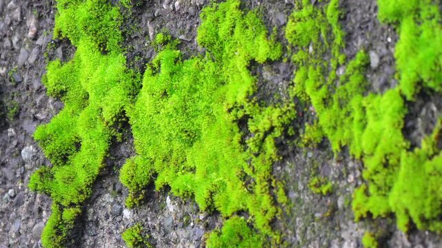 Green moss growing on a wet concrete wall in a damp forest environment with soft natural lighting Slow motion 120fps 4k video footage