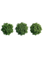 Obraz premium Three green bushy topiaries lined up on a plain white background