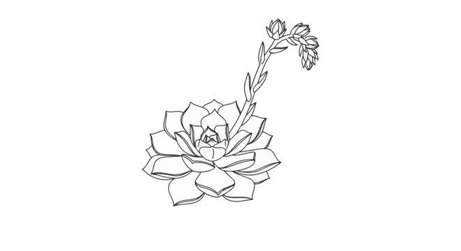 Minimalist black and white line art illustration of a rosette-shaped Echeveria succulent plant with a tall flowering stalk and small buds, isolated on a white background for botany design.