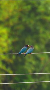 A pair of vibrant blue birds perched on a wire feeding each other against a smooth blurred green natural background