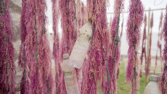 seaweed, eucheuma cottonii, hanging for sun drying, attached to ropes with plastic bottles as floats in indonesia, southeast asia