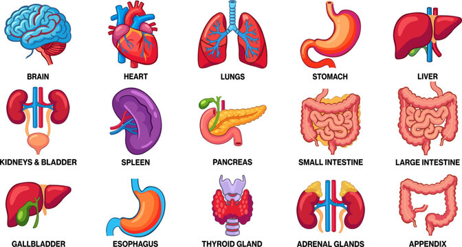 Human internal organs and glands icons anatomy medical collection set