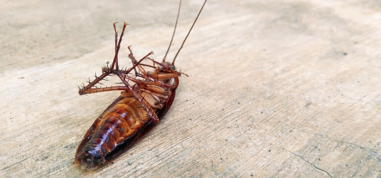 A dead cockroach lying on its back on a bright wooden texture, angled diagonally across the frame