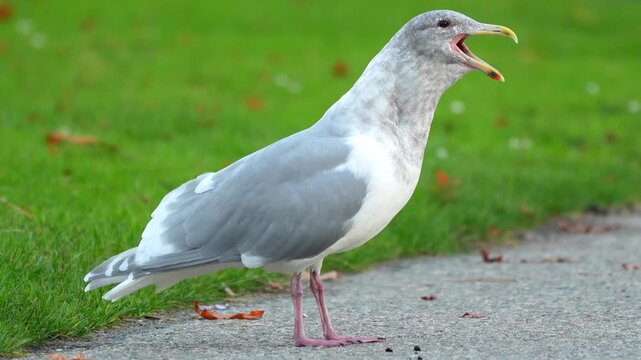 Seagull standing on a paved path and squawking with an open beak next to a green grass field during a bright day Slow motion 120fps 4k video footage