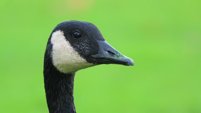 Canada goose looking around with green grass on its beak against a vibrant blurry background in bright daylight Slow motion 120fps 4k video footage