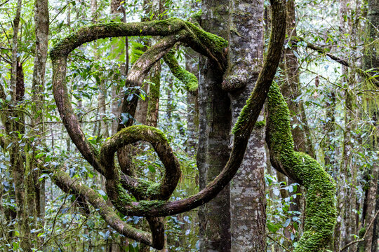 Twisted branches of rainforest trees