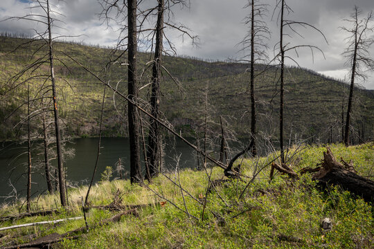 Charred remainders of forest following wildfire