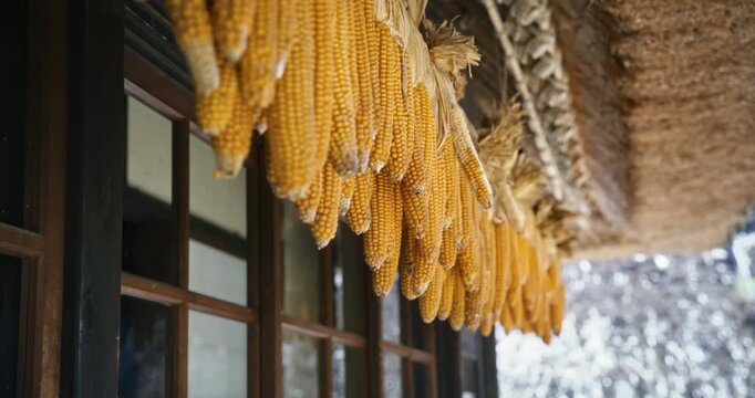 Dry corn on the sob hanging from old Japanese structure - closeup, steady cam shot