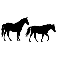 Obraz premium Detailed black silhouette illustrations of two horses side by side — one standing still with head slightly lowered and flowing mane, and one in a natural walking stride with tail flowing behind
