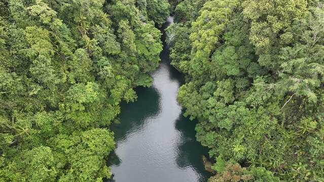 Aerial view of a calm river winding through a dense tropical forest with lush green trees and thick canopy in Pangandaran, West Java, Indonesia.