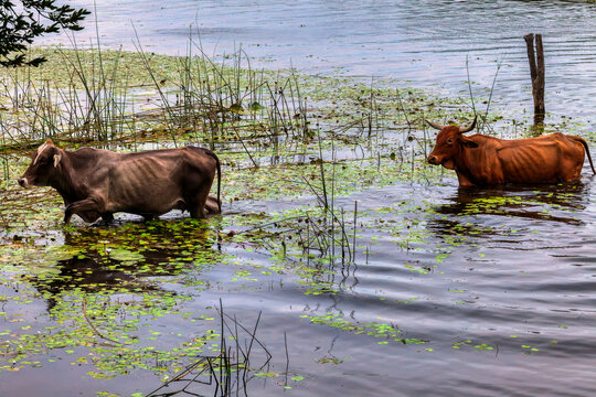 Domestic cattle herd swimming across deep river during seasonal pastoral migration