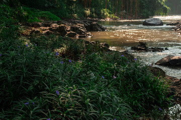 Naklejka premium Flowing River Through Tropical Forest with Rocky Stream, Natural River Landscape with Rocks and Lush Green Vegetation