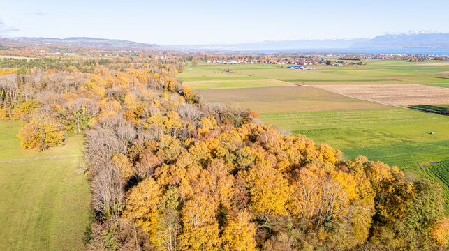 Aerial view of autumn forest with golden foliage bordering green agricultural fields and the Jura mountains in the background La Rippe, Vaud, Switzerland.