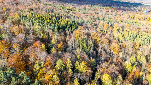 Aerial view of the Jura mountains covered in vibrant autumn foliage with a mix of orange deciduous trees and green pines under soft sunlight La Rippe, Vaud, Switzerland.