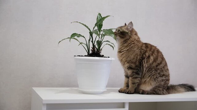 Cute tabby cat playing with green potted houseplant. Kitten biting home plants. Funny Pampered Pets. Animals behavior	