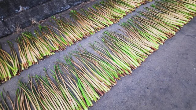 On La Nga Bridge, people lay out lemongrass on the ground for drying. This process takes place during the morning sunlight. The lemongrass is arranged in neat lines along the bridge.