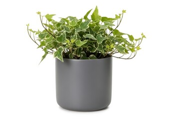 Fototapeta premium Green leafy indoor plant in a dark gray modern pot on table