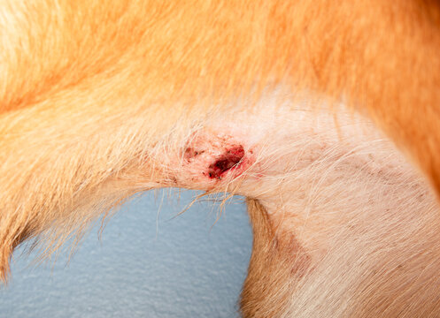 Puncture wound on dog belly. Close up of superficial injury from tree branch requiring cleaning and stitches by a vet. Emergency veterinary care concept. Female Harrier mix dog. Selective focus