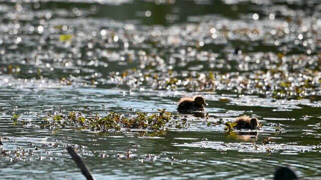 Group of ducklings swimming in pond with floating algae and reeds.